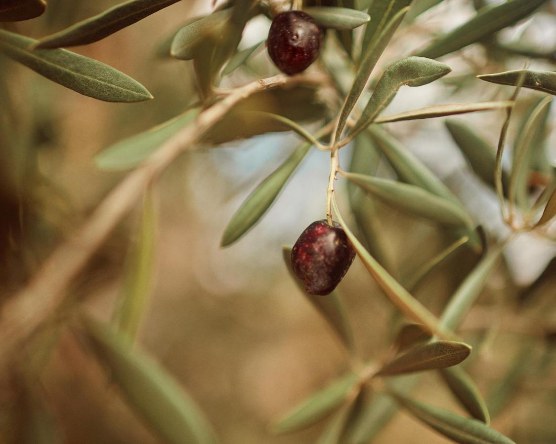 مبيت وإفطار فالي دي جوادالوبي Quinta Estrella المظهر الخارجي الصورة
